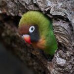Black-cheeked lovebird parrot, also known as Agapornis nigrigenis, peeping out of a hollow tree.