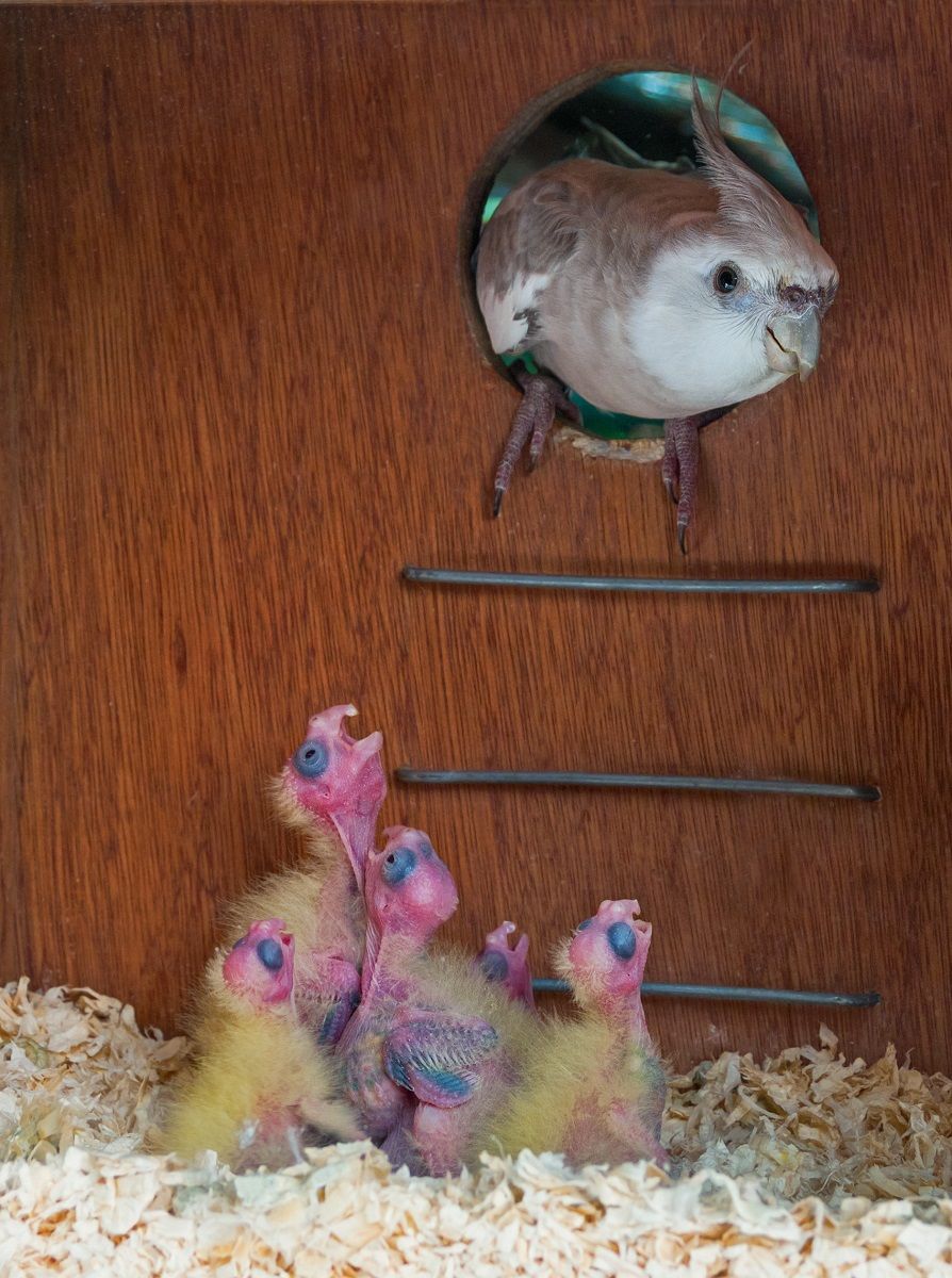Ninfa macho entrando en una caja nido con polluelos pidiendo comida.