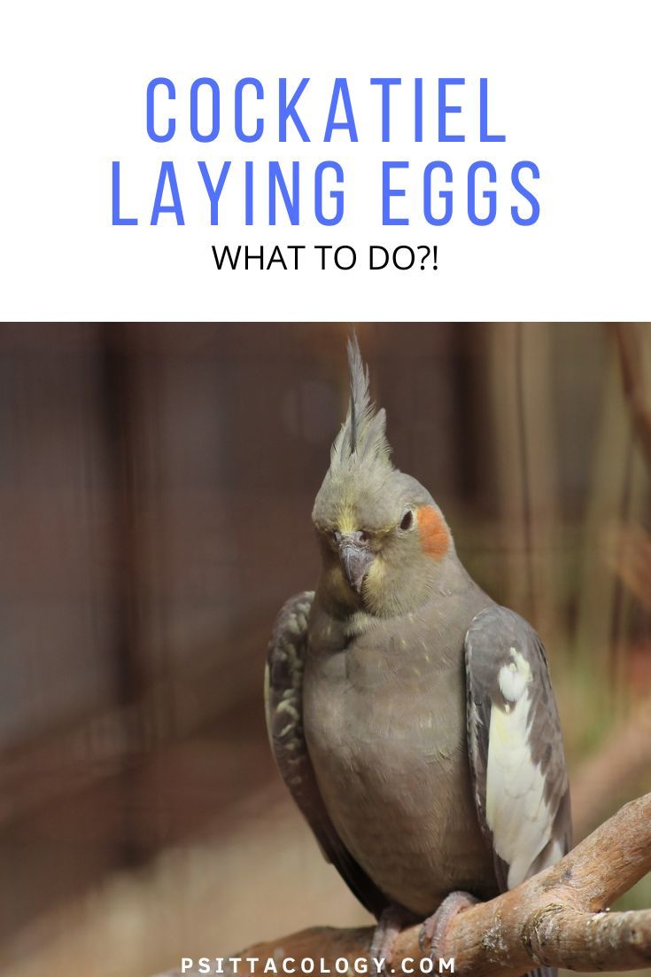Image of grey female cockatiel and text stating "Cockatiel laying eggs: What to do?!"