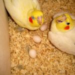 Two lutino cockatiels sitting in nest box with eggs.