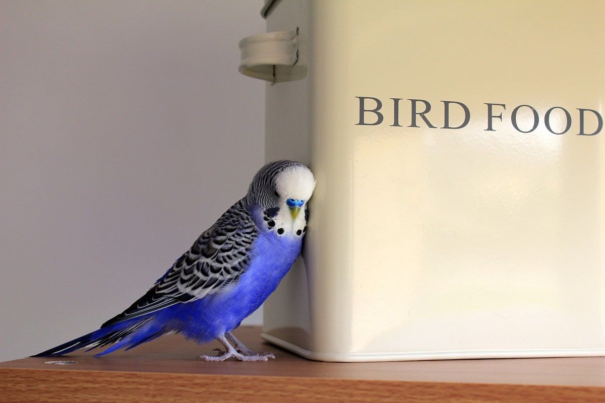 Periquito inglés azul al lado de un contenedor que pone "bird food".