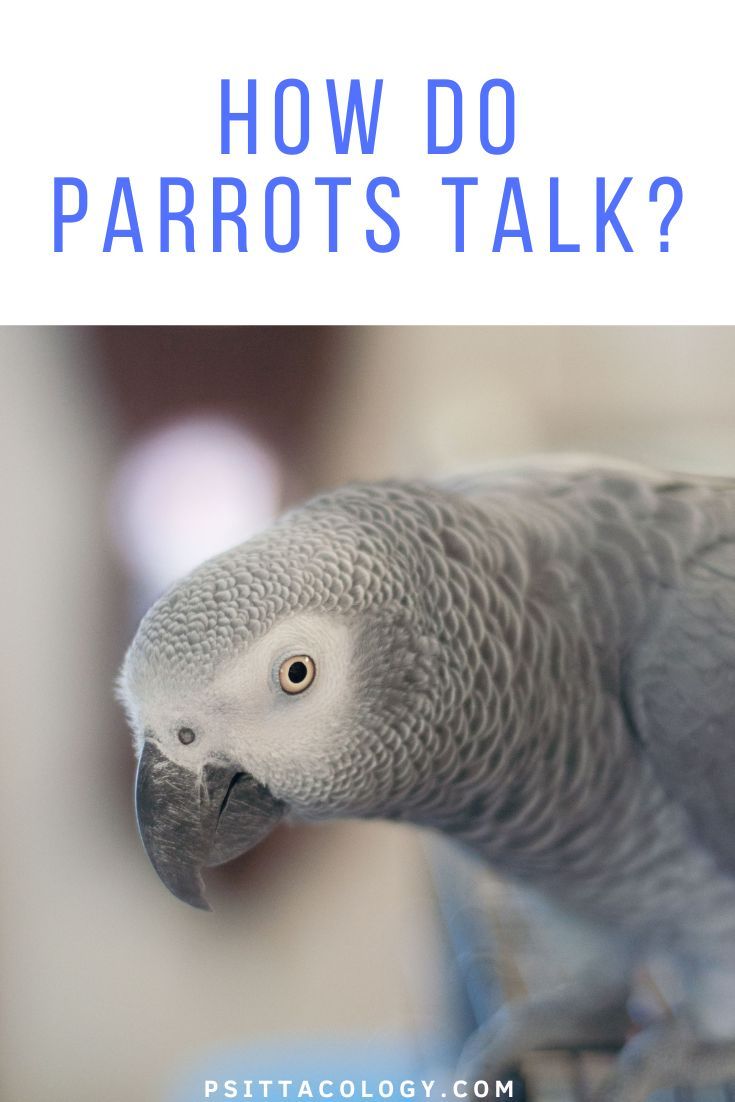 Curious African grey parrot | How do parrots talk?