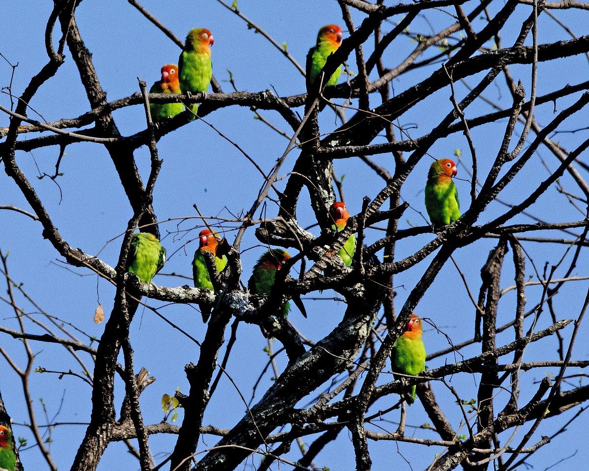 Wild Agapornis lilianae parrots perched in a tree.
