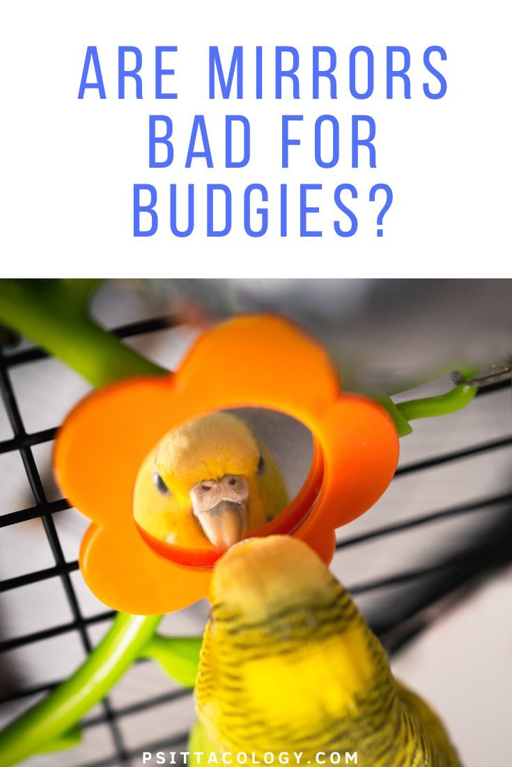 Yellow female budgie looking into orange flower-shaped mirror with text saying: Are mirrors bad for budgies?