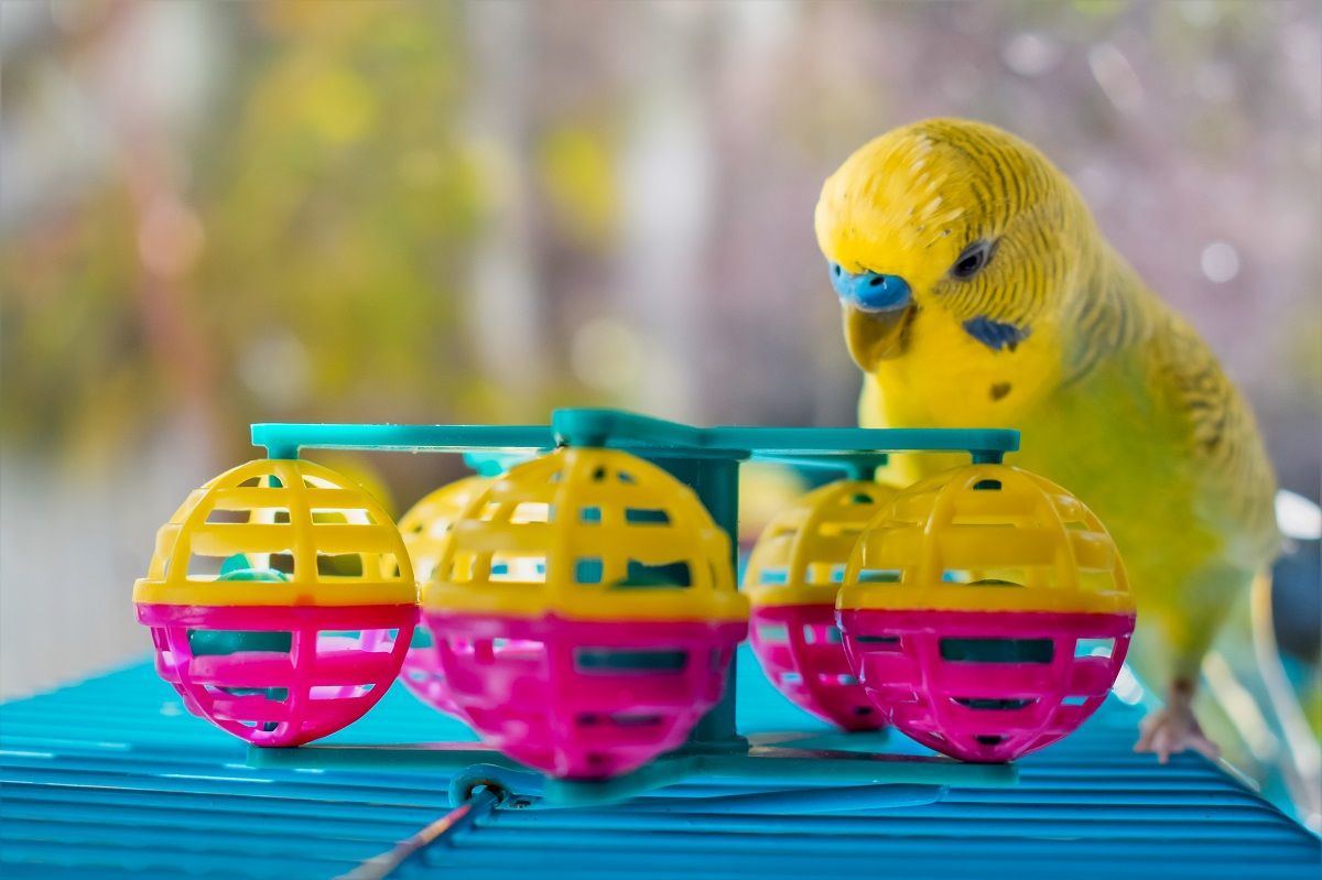 Yellow and green male budgie with colorful ferris wheel toy.