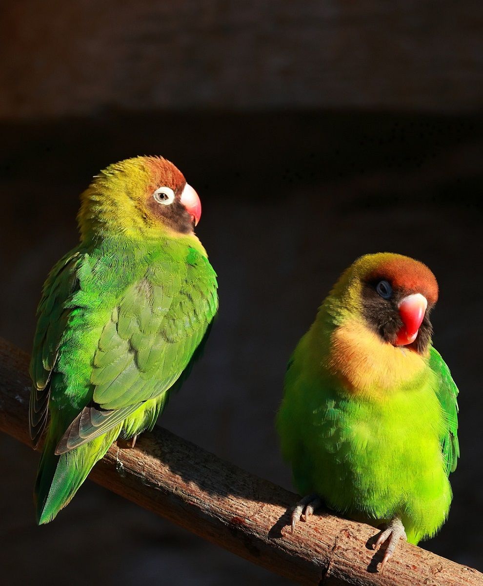 Two Agapornis nigrigenis parrots (black-cheeked lovebird) in the sun. 