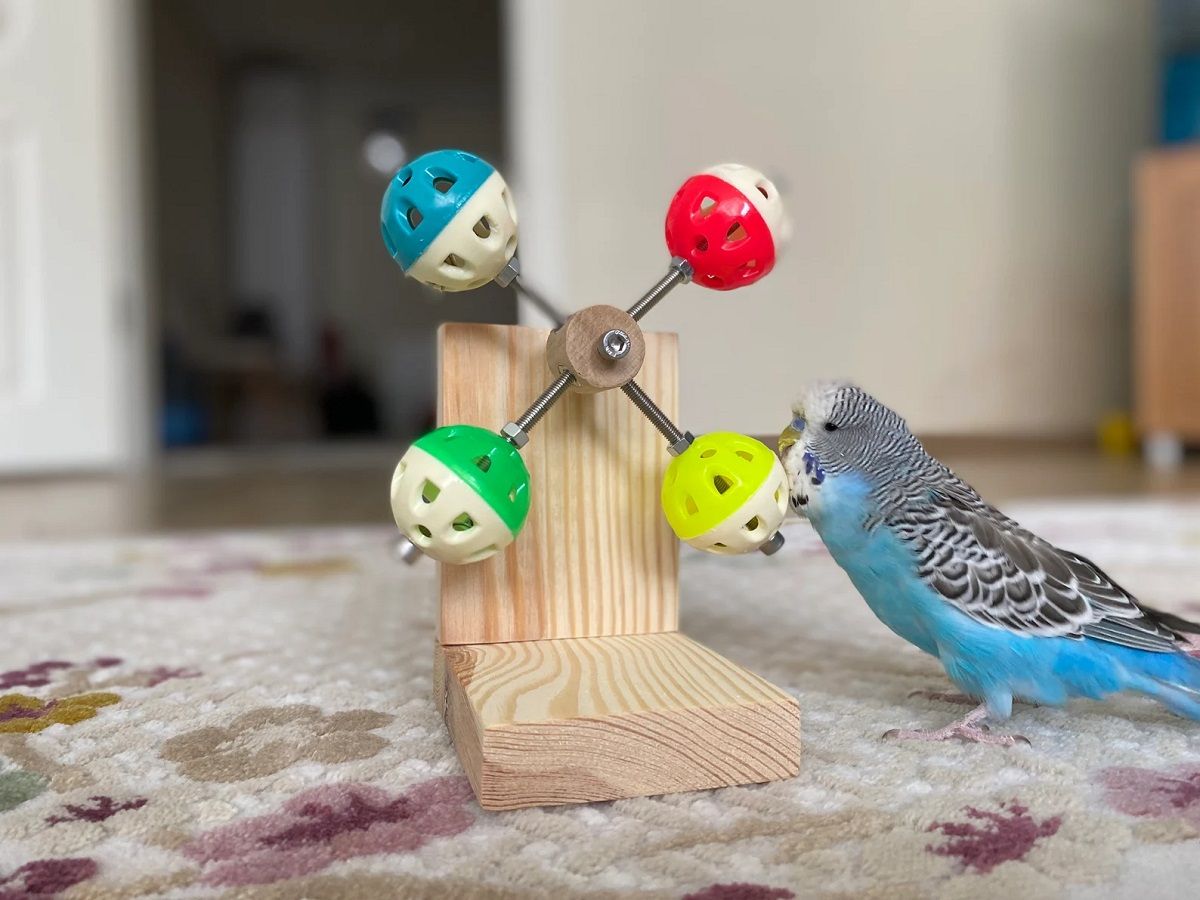 Blue and white budgie playing with a ferris wheel toy consisting of a wooden base and plastic balls filled with bells.