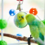 Are Mirrors Bad For Budgies? What You Need To Know!
