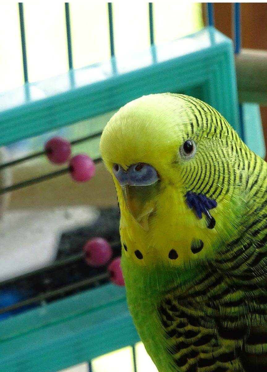 Green and yellow male budgie in front of mirror toy with pink beads.