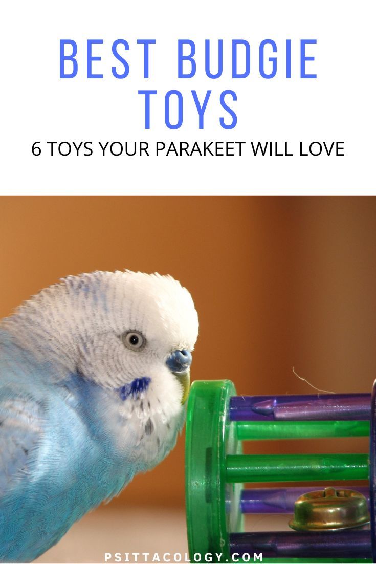 Blue and white male budgie with a plastic toy with a bell inside. Text above saying: Best budgie toys | 6 toys your parakeet will love