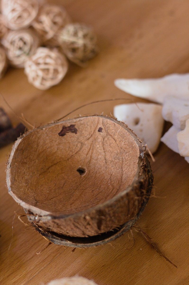 Close-up of coconut shell pieces surrounded by other materials meant for DIY parrot toy making.