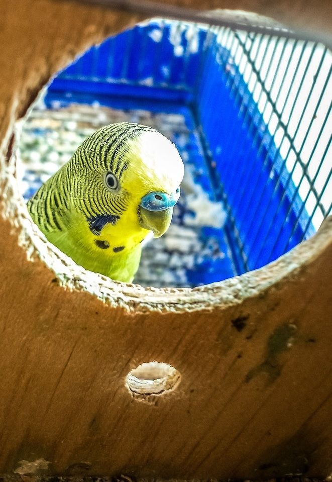 Male budgie peeking out of a wooden nest box. 