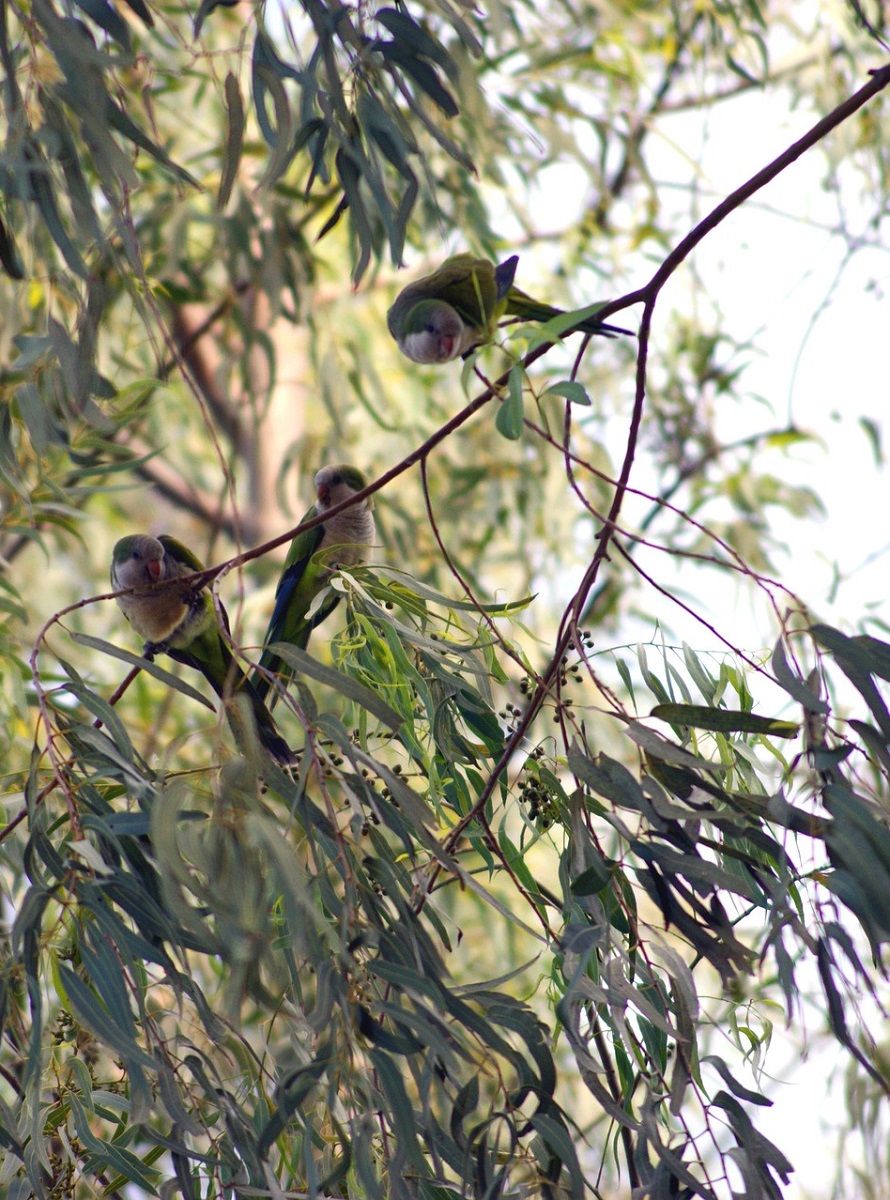 Quaker parrots (Myiopsitta monachus) sitting in Eucalyptus tree.