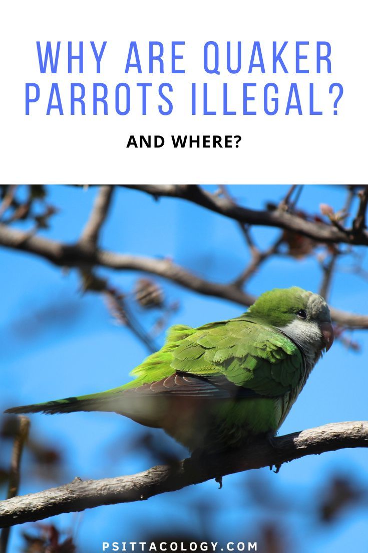 Photo of a quaker parrot and text saying: "Why are quaker parrots illegal? And where?"