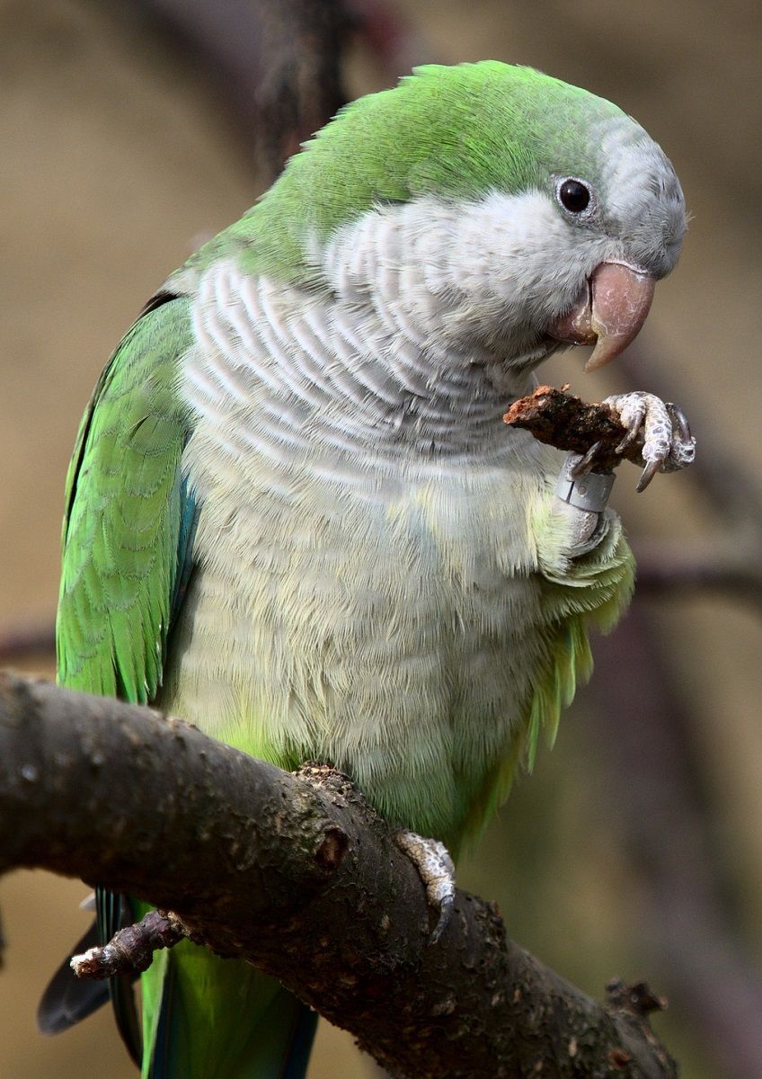 Green quaker parrot holding food with its foot.