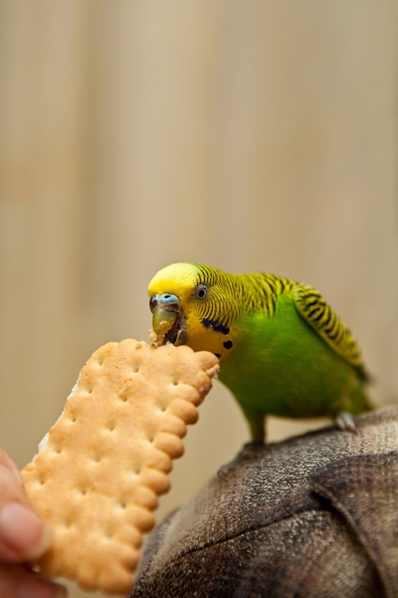 Green budgie parakeet eating a cookie.