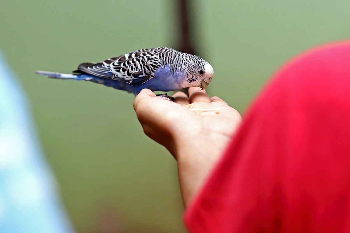 Blue budgie parakeet eating from someone's hand.