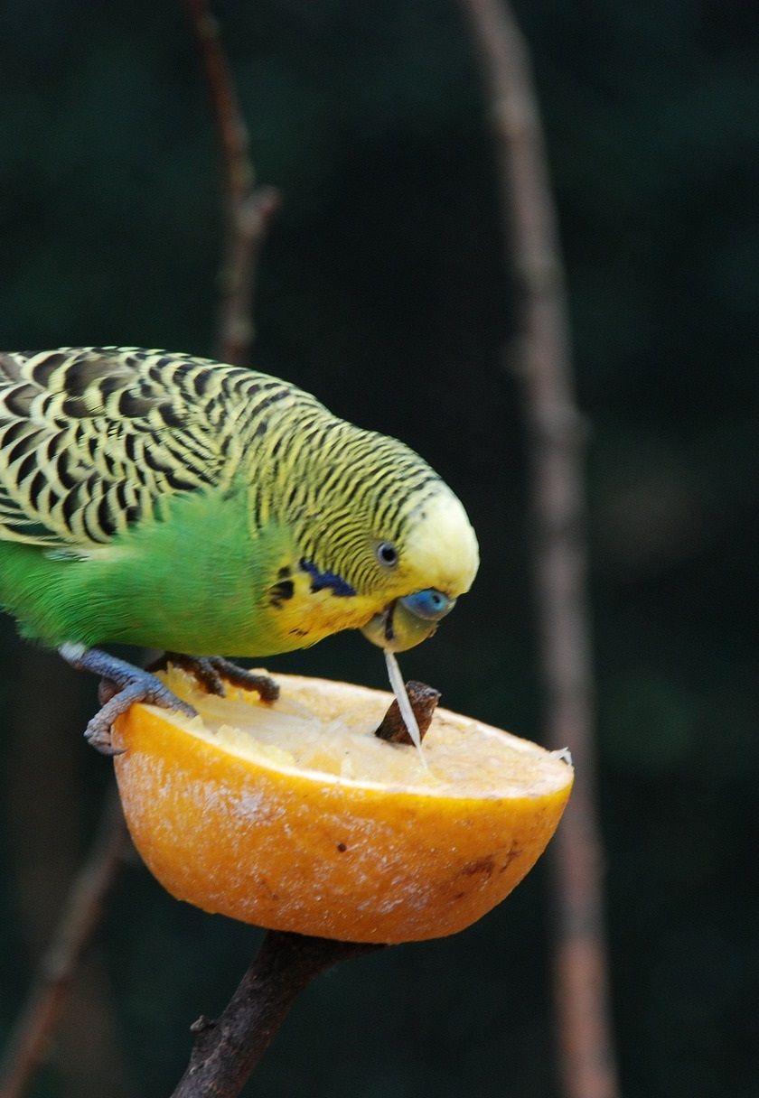 Budgie sitting on top of and eating an orange slice.