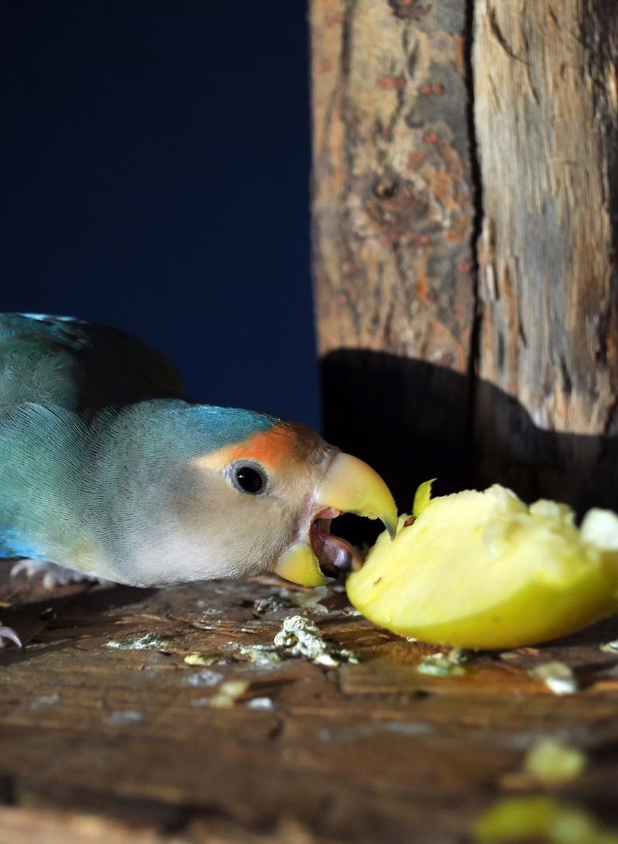 Peach-faced lovebird munching on a slice of apple.