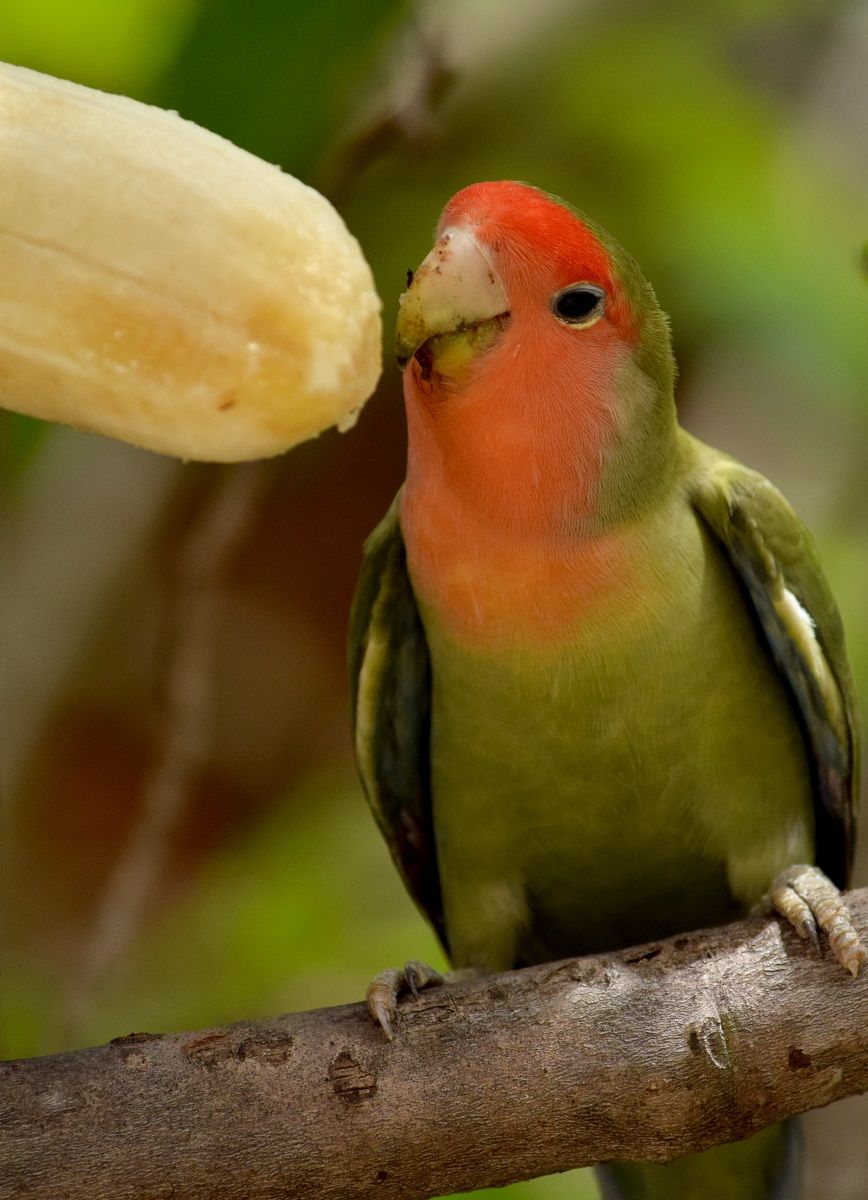 Peach-faced lovebird eating a peeled banana.