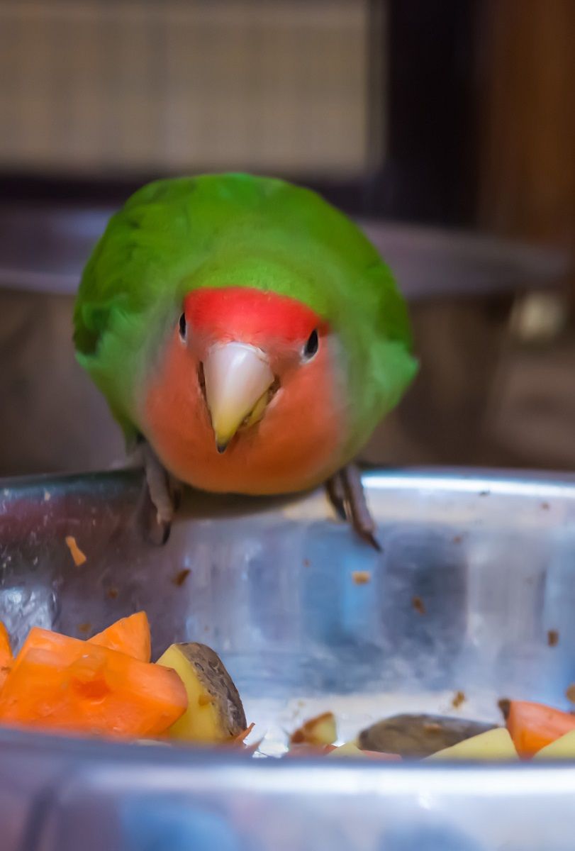 Peach-faced lovebird perched on a bowl full of chopped vegetables.
