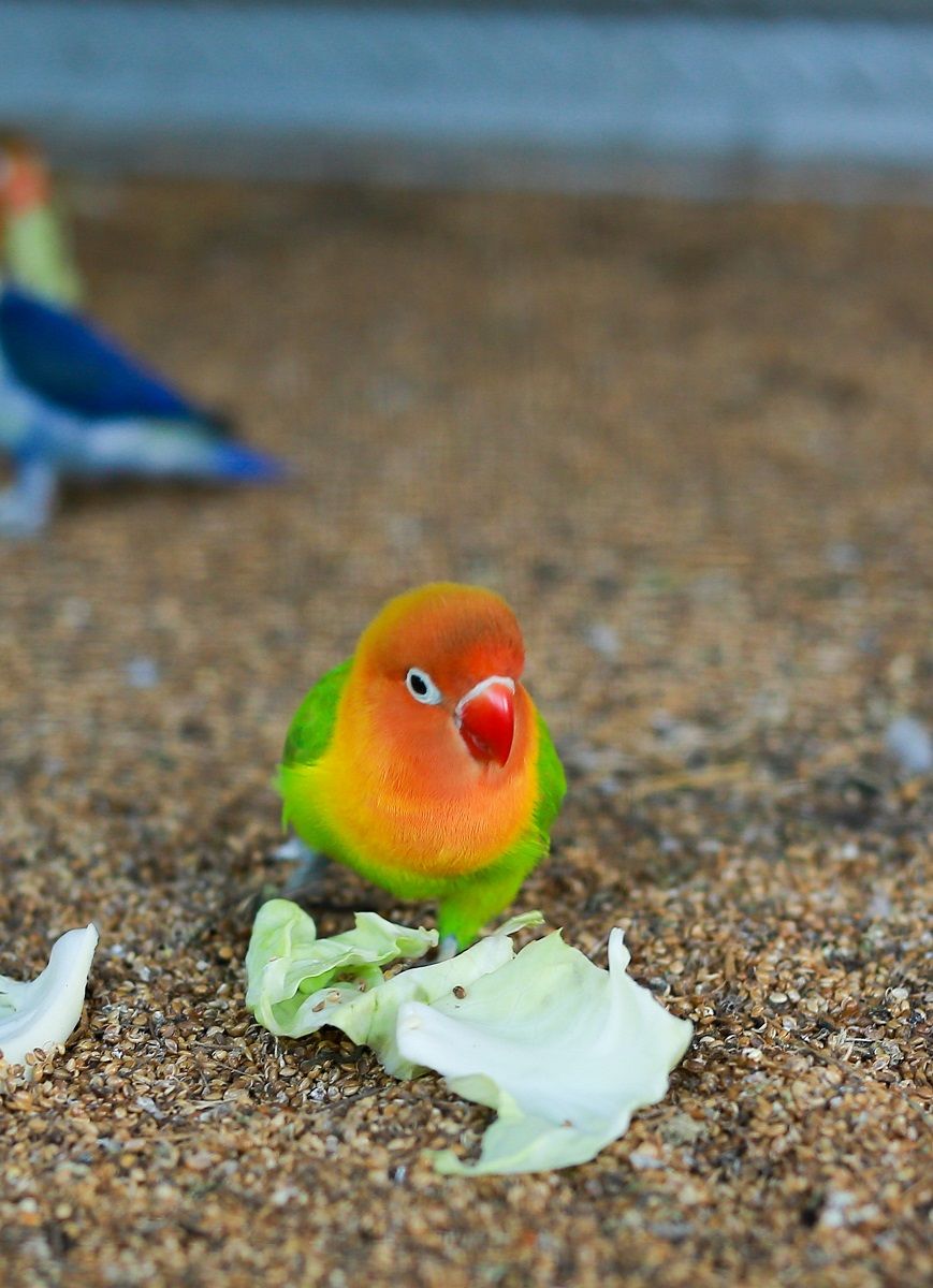 Lovebird sat on aviary floor eating cabbage leaf.