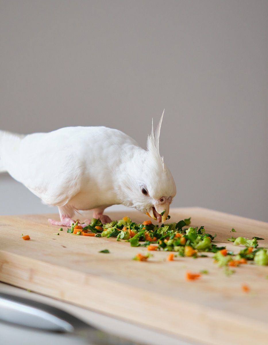 Lutino cockatiel eating chopped broccoli and carrot from a cutting board.