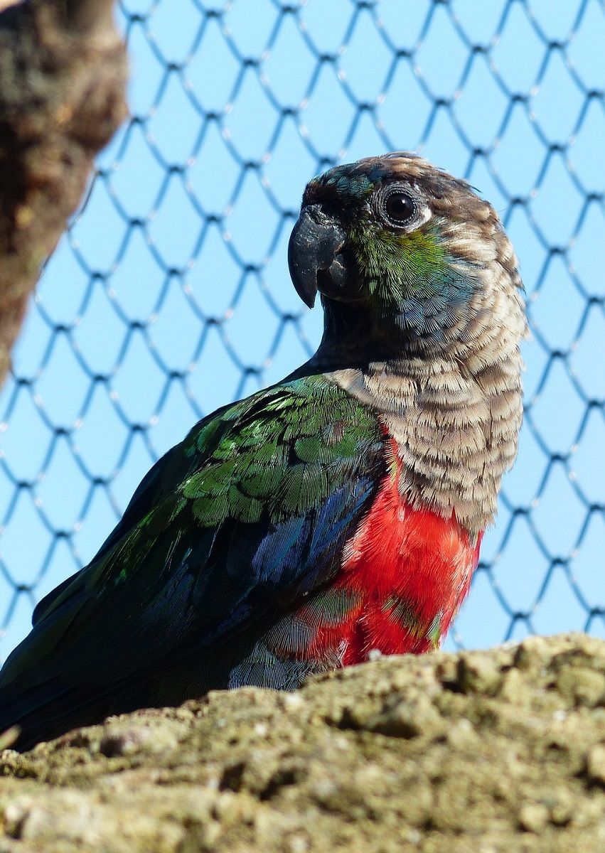 Crimson-bellied parakeet in an aviary. 