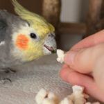Male cockatiel parrot reaching to take popcorn from human hand