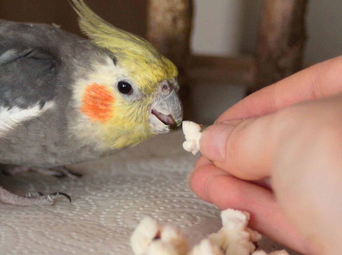 Male cockatiel parrot reaching to take popcorn from human hand