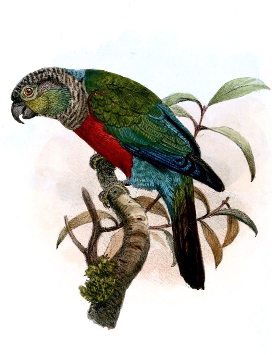 Vintage illustration of a Pyrrhura perlata parakeet