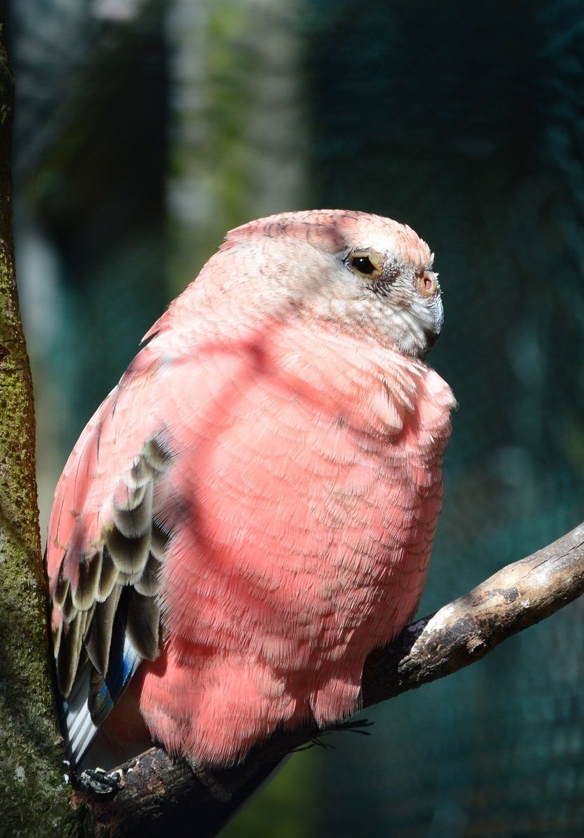 Bourke's Parakeet (Neopsephotus bourkii), pink color morph