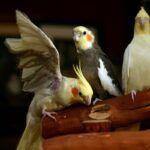 Cockatiels relaxing on perch, one with open clipped wings