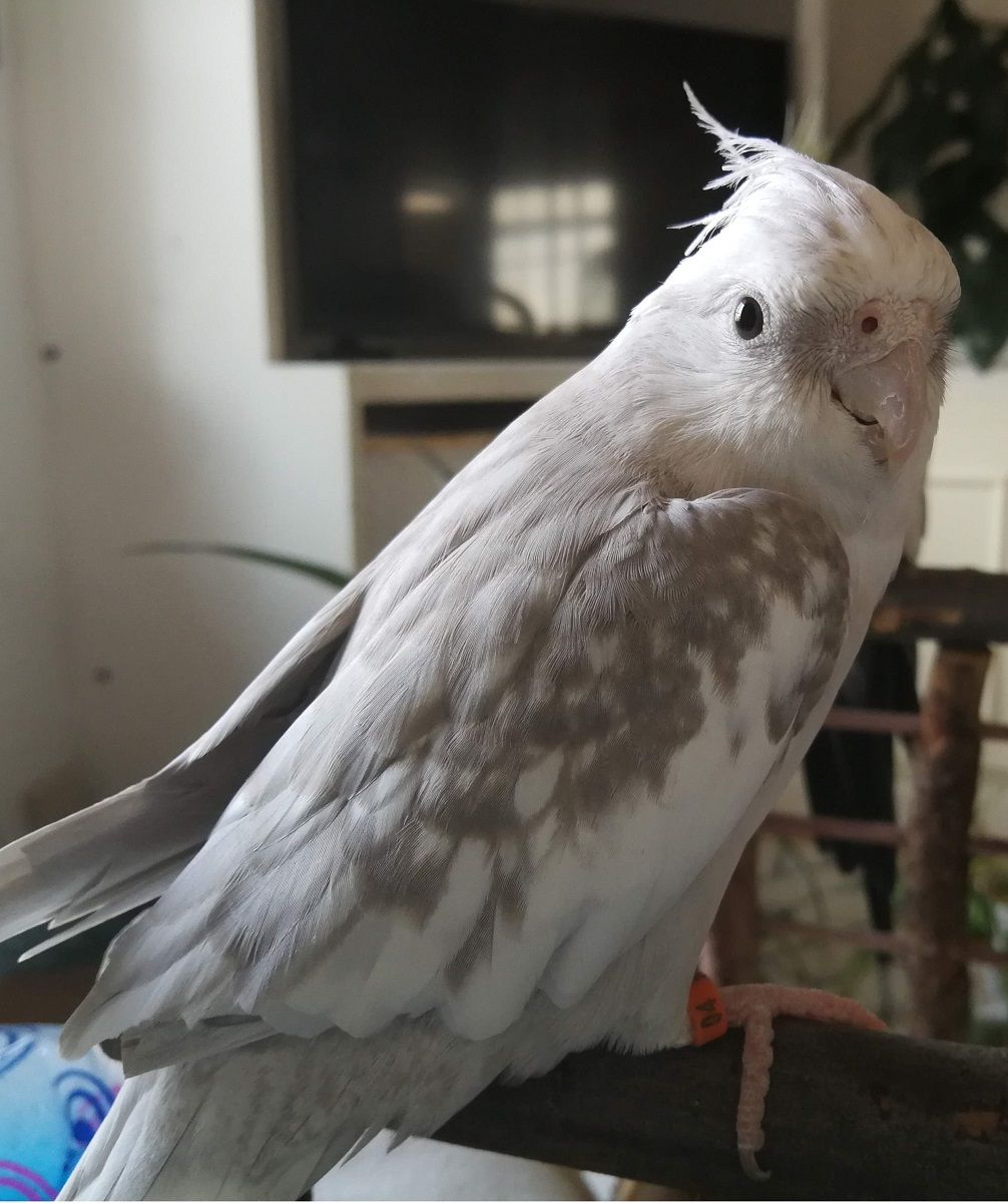 White pied male cockatiel with clipped wings.