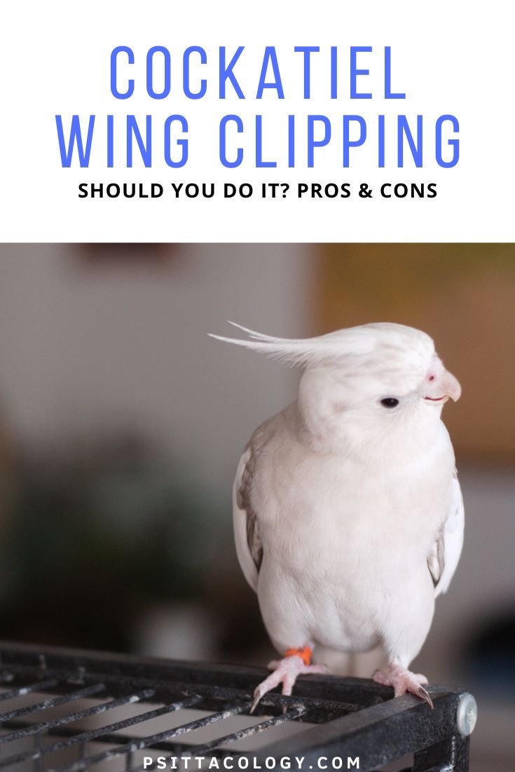 Photo of white cockatiel with text above it saying: Cockatiel wing clipping - should you do it? Pros & cons