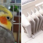 Split image showing a male cockatiel parrot on the left and an oil-filled space heater on the right.