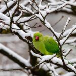 Green Indian ringneck parrot on a snowy branch.