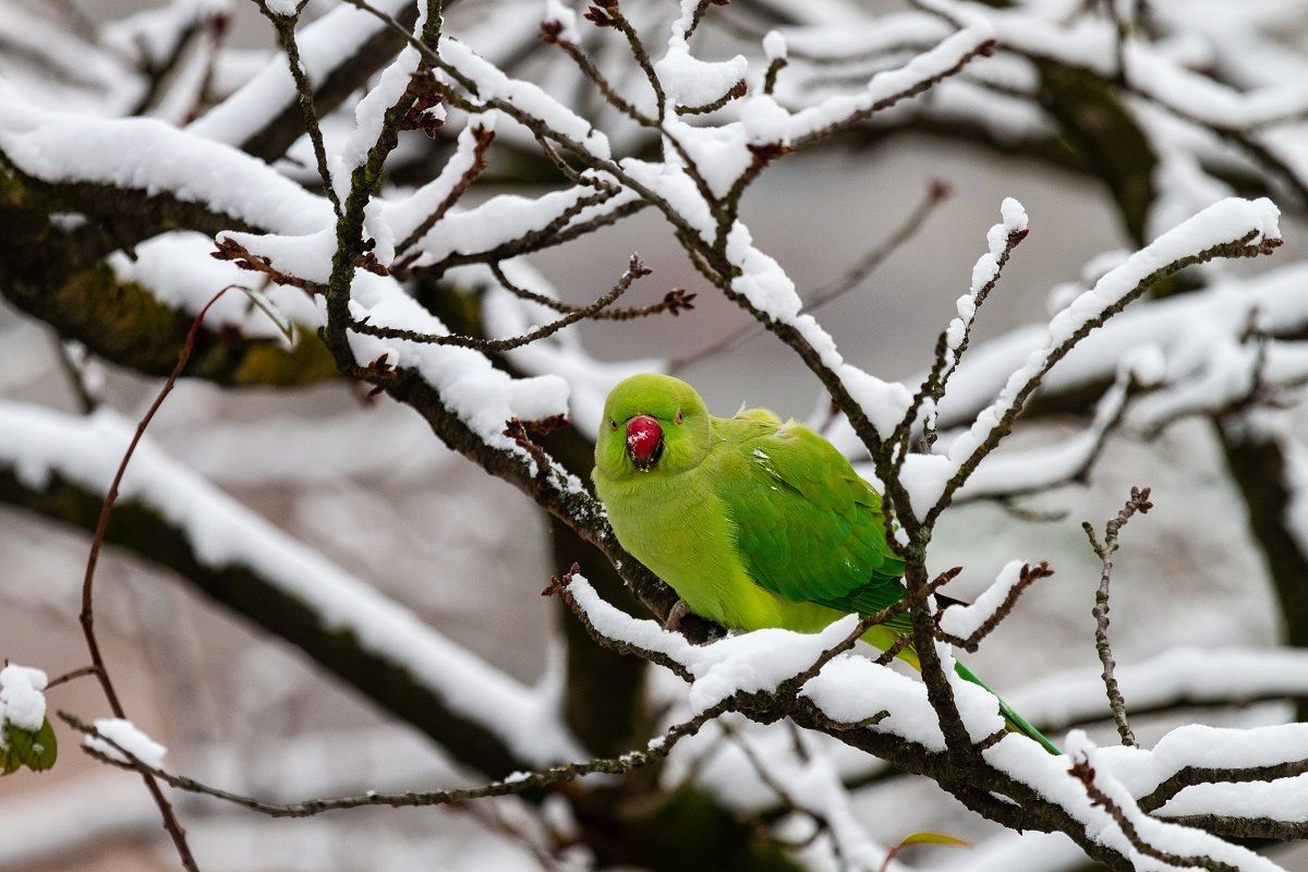 Green Indian ringneck parrot on a snowy branch.