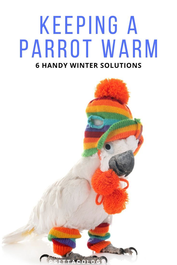 Photo of a white cockatoo parrot wearing a rainbow knitted hat with pom-poms and rainbow leg warmers | How to keep a parrot warm in winter?