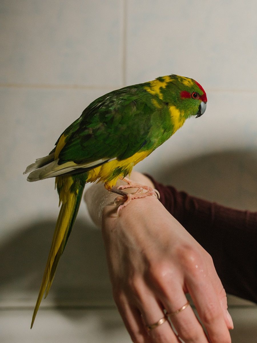 Kakariki (Cyanoramphus sp.) parrot on someone's arm