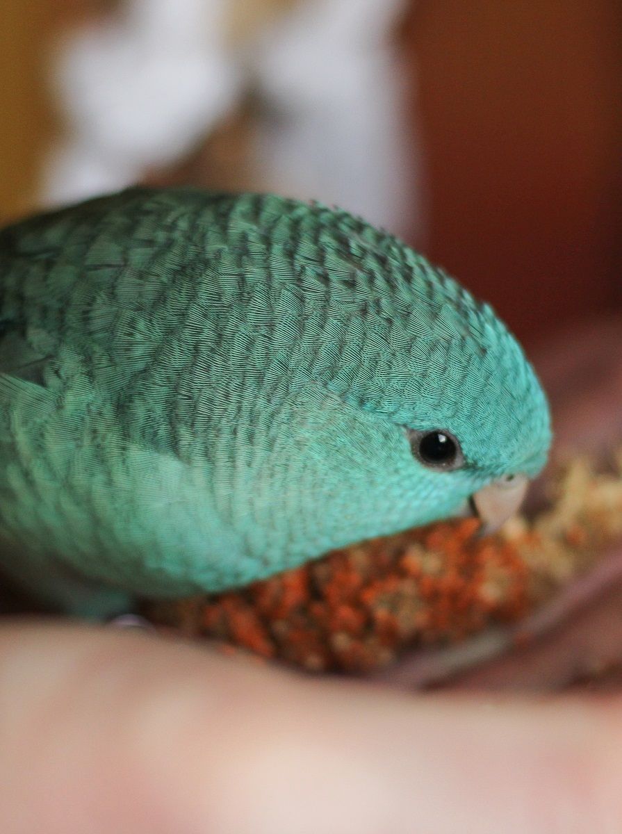 Teal-colored Lineolated parakeet (Bolborhynchus sp.)