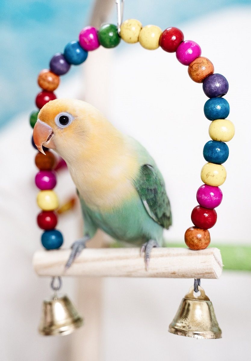 Lovebird sitting on swing made of colorful wooden beads