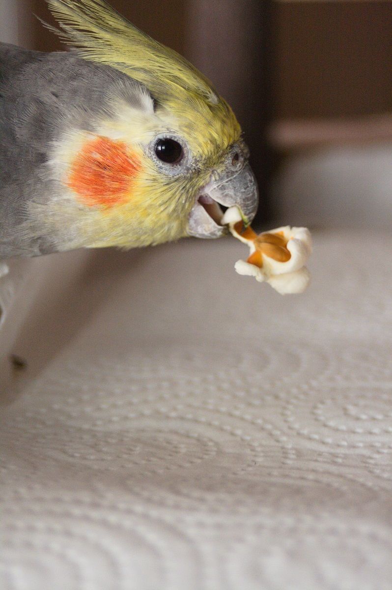 Male cockatiel parrot holding a piece of popcorn in its beak