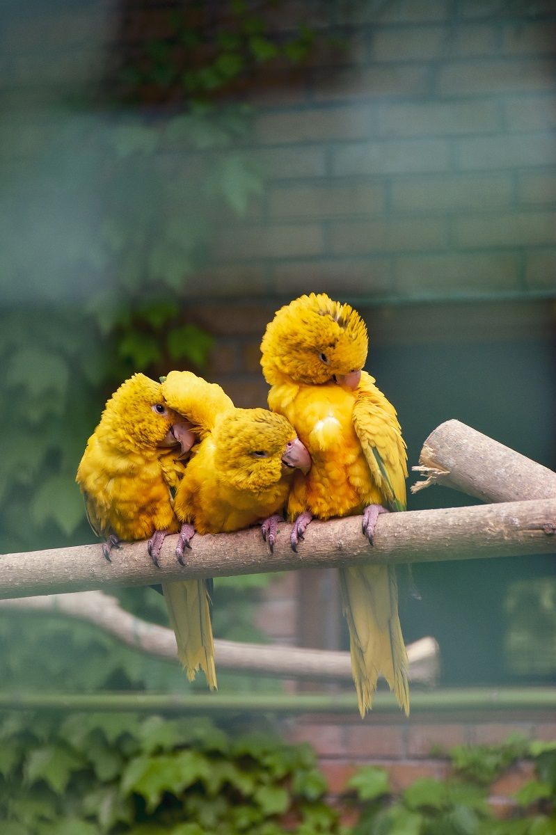 Three golden conure parrots snuggled up together on a branch.