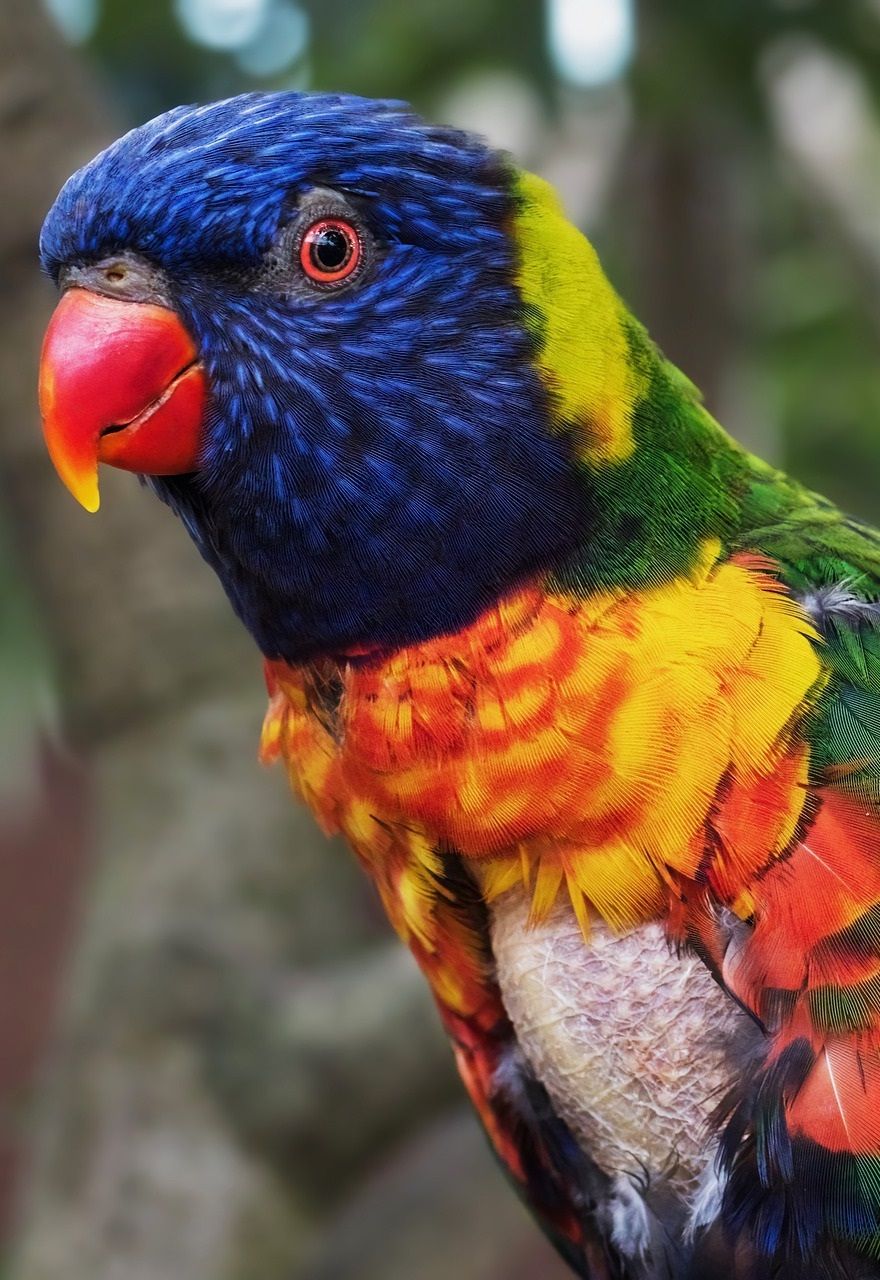 Portrait of a rainbow lorikeet parrot with a plucked bald chest.