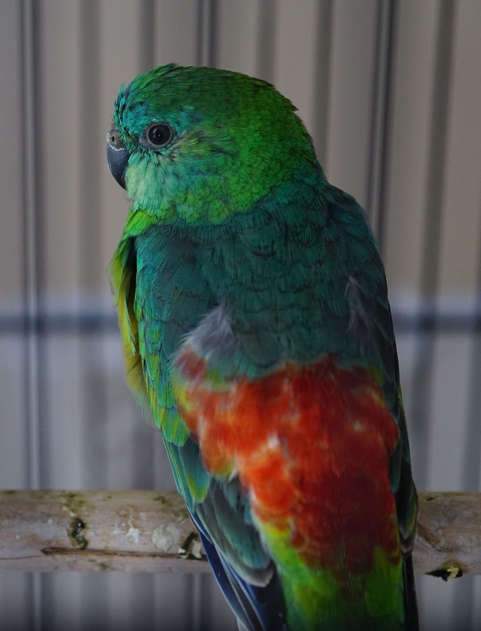 Red-rumped parrot (Psephotus haematonotus)