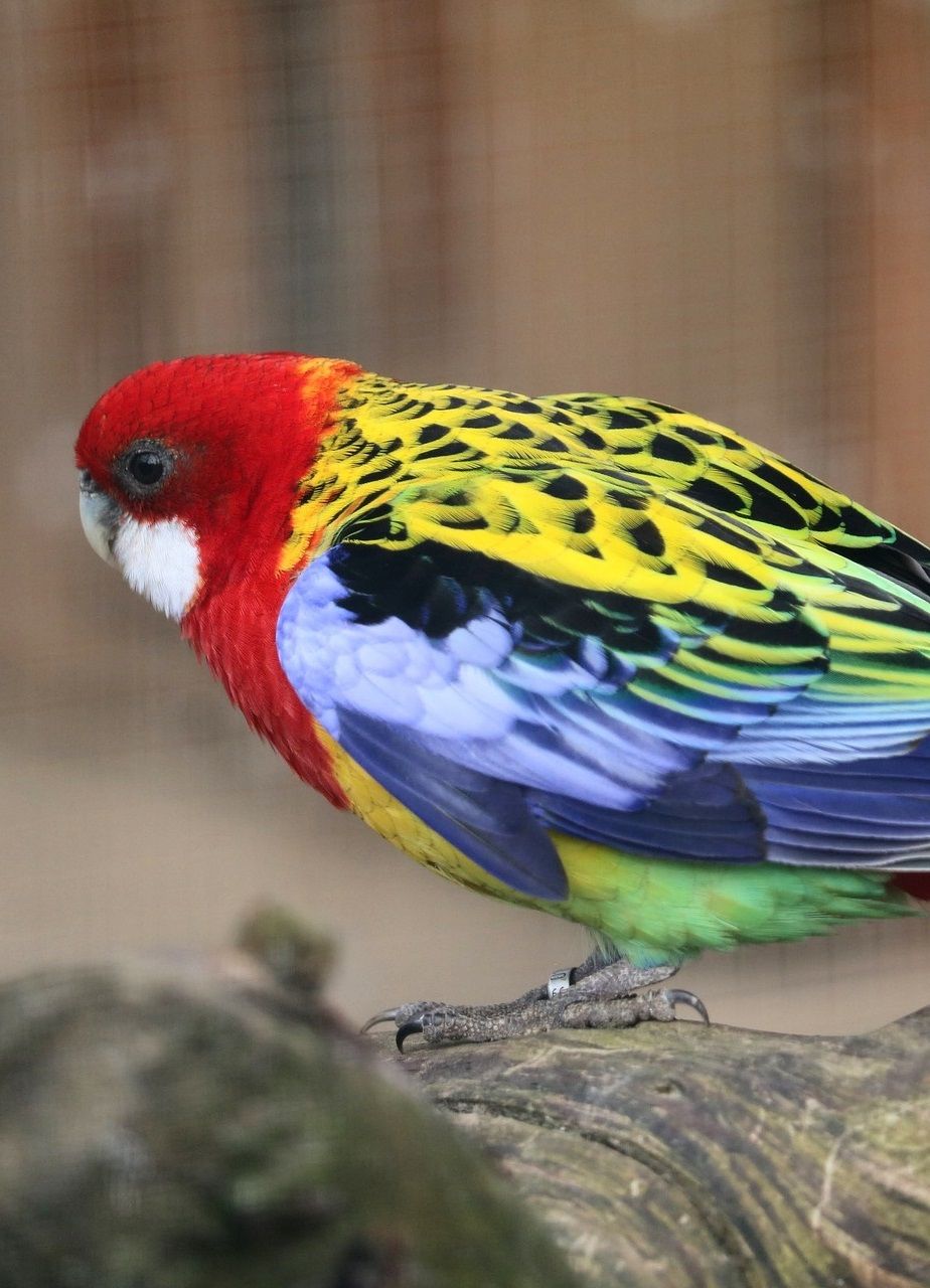 Eastern rosella parrot 