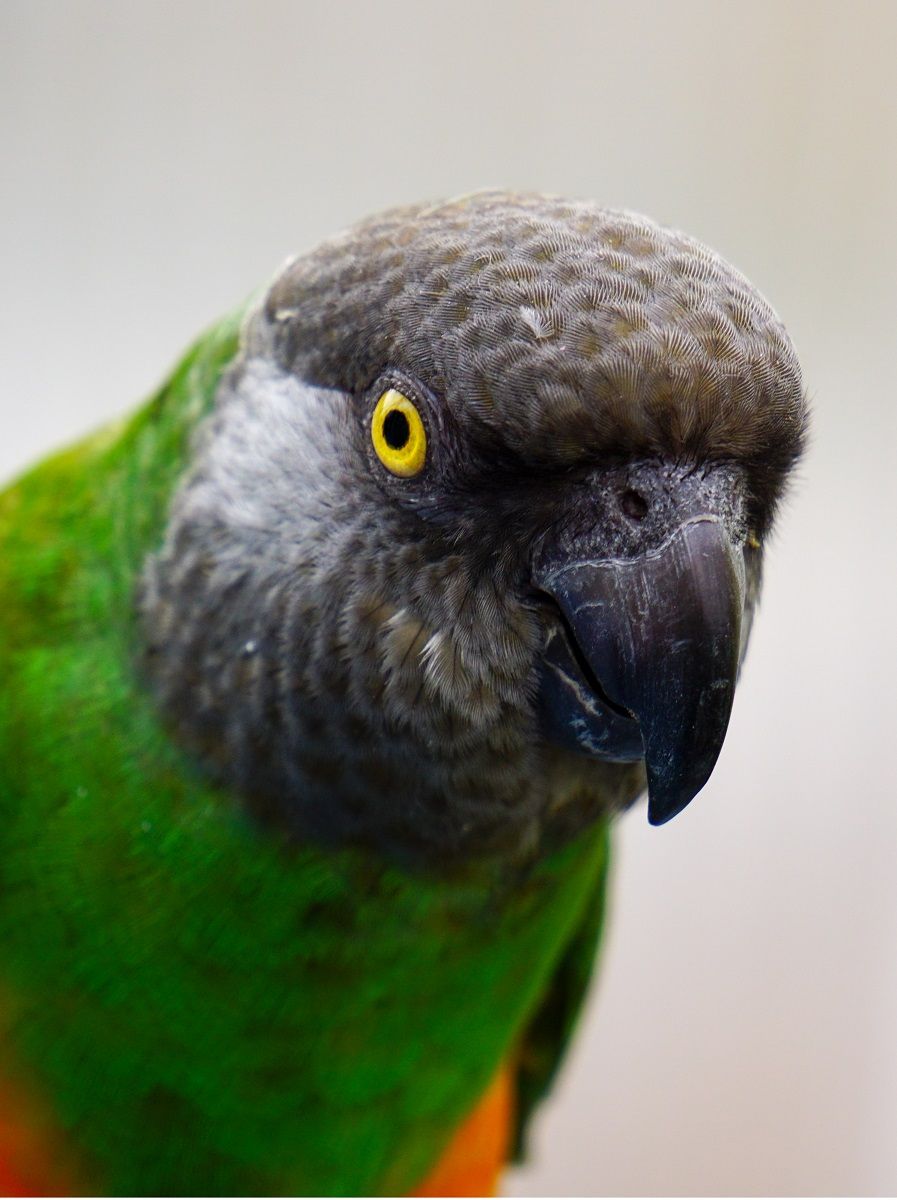 Senegal parrot (Poicephalus senegalus) close-up headshot