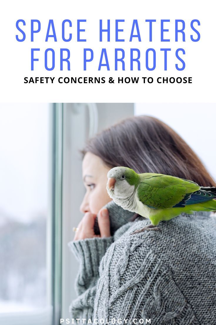 Woman with quaker parrot on shoulder looking out of a snowy window. Text saying: Space heaters for parrots | Safety considerations & how to choose