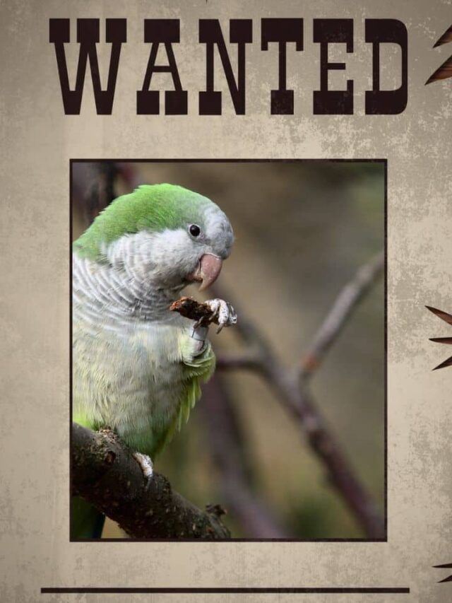Wanted poster with a quaker parrot